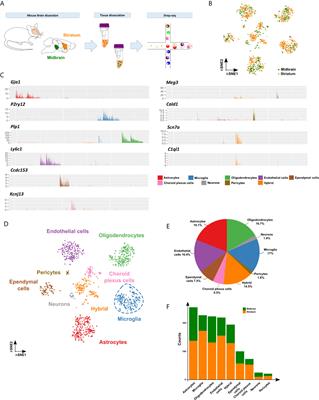 Single-Cell Transcriptomics and In Situ Morphological Analyses Reveal Microglia Heterogeneity Across the Nigrostriatal Pathway